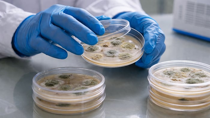 mould testing