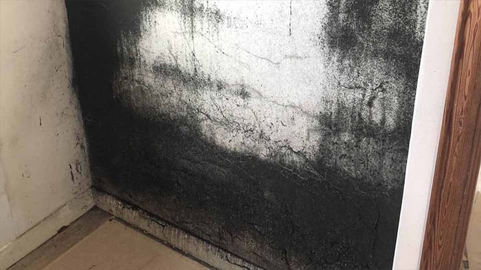 mouldy wall very compressed-1